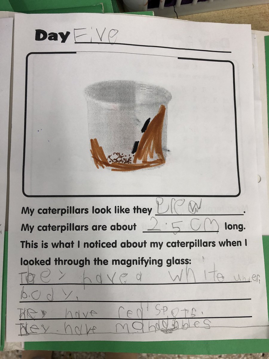 “Our caterpillars are getting bigger! We see some green &amp; some yellow &amp; even antennas. They are moulting too - shedding their skin because they’re growing. The webbing in their container helps them move.” So much exciting learning in grade 1/2 #TVDSB #tvdsbopc #WeAreVikings