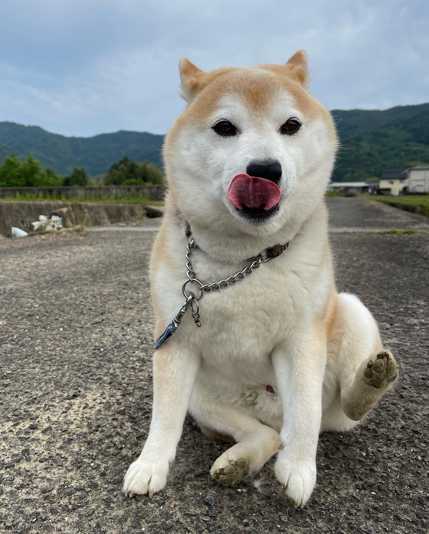 まめ助様専用です www.expressinter.com