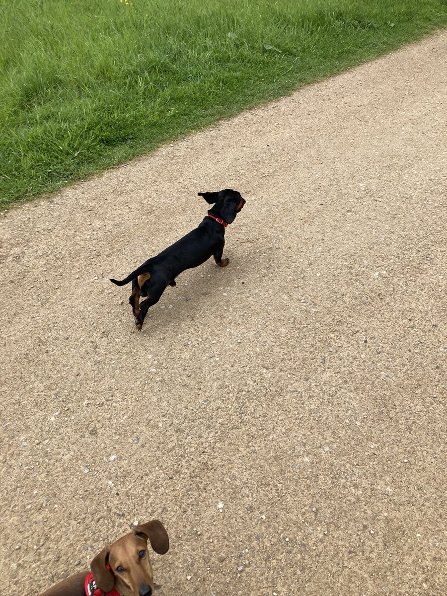 Today we met Rubble! #Dachshund