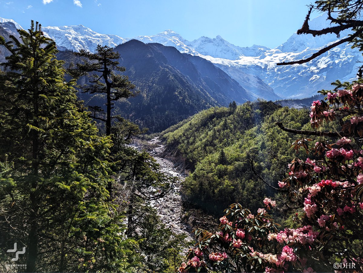 🌲Pine #trees are conifers that are widely distributed throughout cool-temperate and boreal forests of the Northern Hemisphere, such as the Alpine forests of the majestic Himalayan #Mountains.  
#Himalaya #Nepal #travelphotography #nature 
bit.ly/3yNsCo9