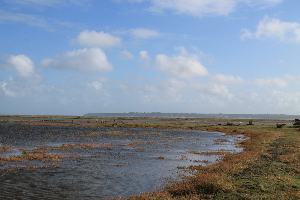 🌱Today we are celebrating #NationalNatureReserves with the launch of the #NNRfestival 🎉 2022 marks the 70th anniversary of the very first reserve being declared in England and we are proud that one of our seagrass restoration sites is the beautiful North Solent NNR 🌱
