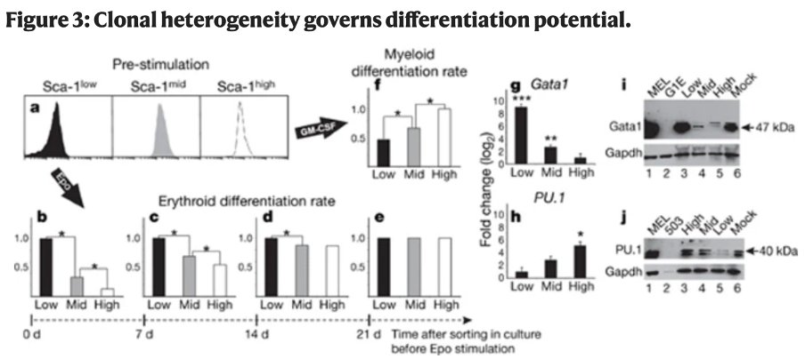 Interestingly – cells with different sca-1 expression were found to have variable capacity to generate erythroid or myeloid cells downstream of growth factors which reflects variations in GATA1 and PU.1 expression correlated to Sca-1.