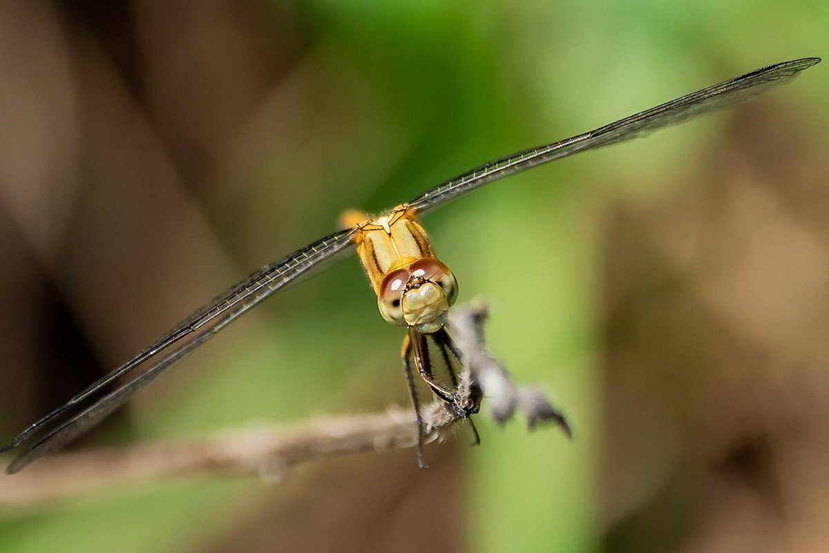 Me looking at the amazing shots on my timeline!

Dragonfly shot on Sony A7iii with 150-500mm Tamron !

#photography #IndiAves #ThePhotoHour #closeup #macro #SonyAlpha #CreateWithSony #SonyAlphaIN #TamronIndia #PhotoOfTheDay #ShotonTamron #WestBengal #IncredibleIndia #nature