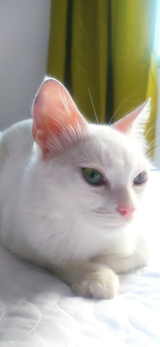 AleMartinezT's tweet photo. ¡Hola buen día!
Mucho gusto mi nombre es Perla.
Estoy buscando una familia. #AdoptaNoCompres 
Soy cariñosa, juguetona, me gusta comer y siempre estoy pendiente de mis cuidadores. Amo dormir y mirar por las ventanas. Tengo alma de perro, creo que en otra vida fui uno... https://t.co/z7H25etoXa