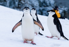 OfficialNGSS's tweet photo. In @OpenSciEd Unit 8.6, students use data sets and interactions with scientists who discovered a giant penguin fossil to learn more about the phenomenon in direct and observable ways. 

The unit earned an NGSS Design Badge through a #SciencePRP review. 

https://t.co/GMFug0LozY https://t.co/psqOiKCYak