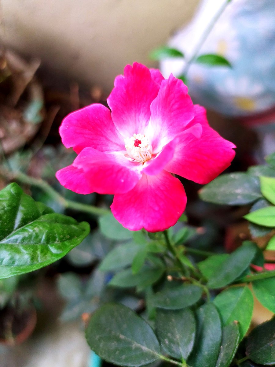 Liveinorganic's tweet photo. A lovable soul, that's what we crave for, at last.
.
.
.
#indiaflower #indiaflowers #indialove #indiapictures #indiaphotography #assamphotography #indianphotography #photography_lovers #photograpers_of_india #shotongalaxy #gaillardia #absolutelyflora #alluring_flowers https://t.co/NswErGsvj7