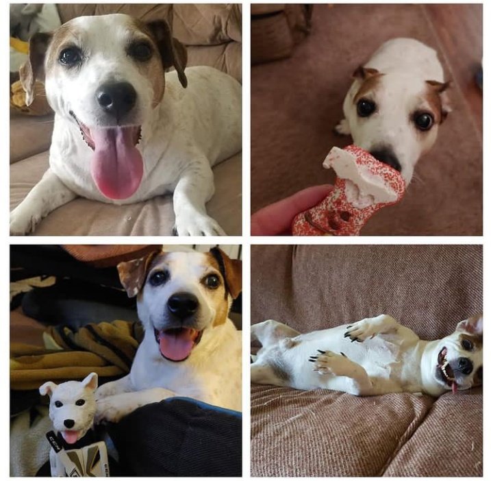 Pittsburghfan72's tweet photo. 2 years ago today I lost you little buddy 😢 You were my first rescue and you were the best! Couldn't have asked for a better dog 🐾🐾🐾🐕🌈😇 #RipMorty #imissyou https://t.co/xR7BbPSehi