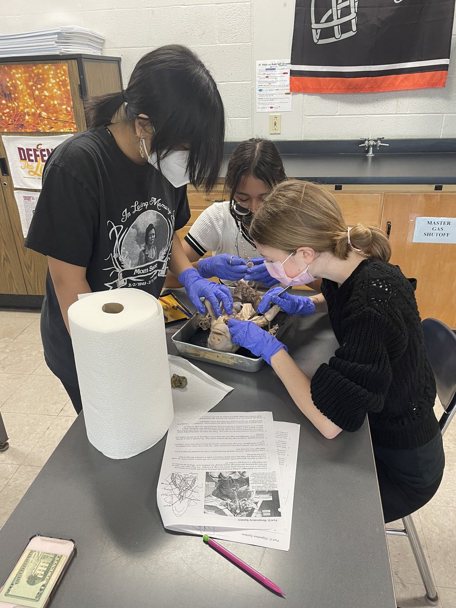 JenniferKunes's tweet photo. 🐷 It is pig dissection week! Biology has not done this lab since 2019! Covid Life 😷 I love seeing their engagement and excitement. One of my favorite times of the year! https://t.co/GjlaICYdP4