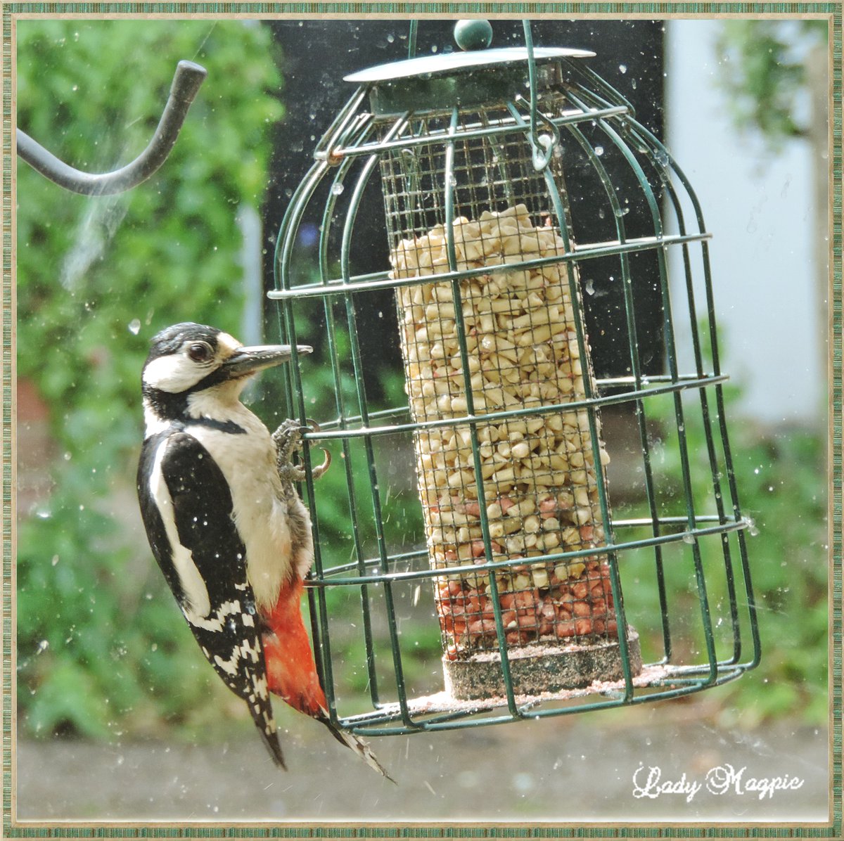 I do love my friend Woody Woodpecker, that visits my feeders several times a day. He is naughty to other birds with that big beak, they get stabbed if they get near him.