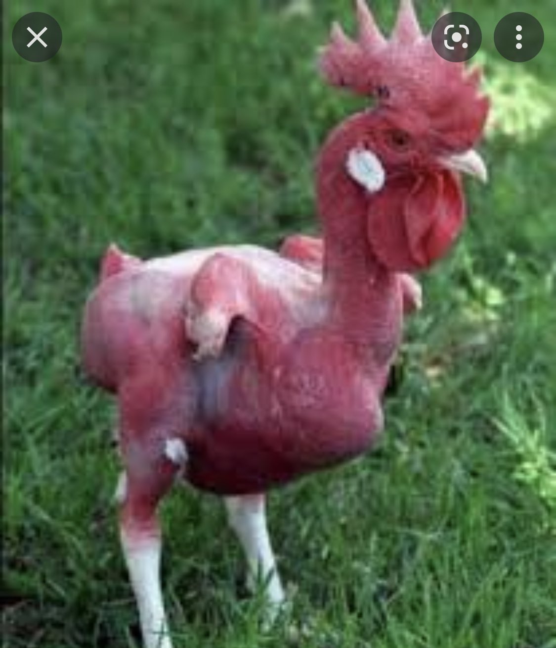Kfc Chicken Fake