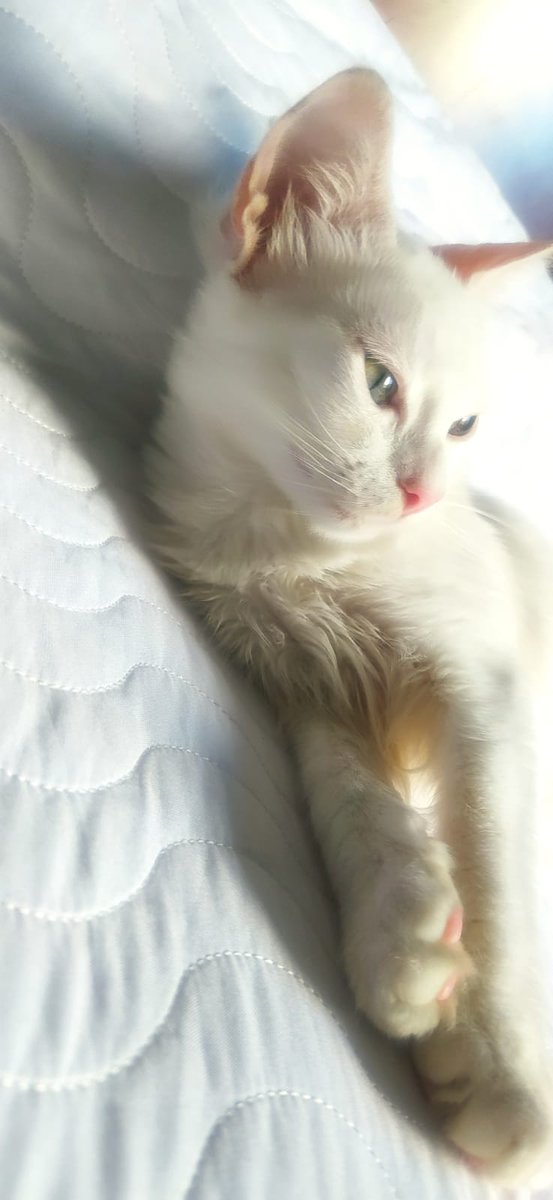 AleMartinezT's tweet photo. Ya tengo todas las vacunas. 
Si estás en la ciudad de Barranquilla  o alrededores y deseas que haga parte de tu hogar. Escribe aquí a @AleMartinezT para que te de más info.  #gatos #Jueves #AdoptaNoCompres https://t.co/GilAPpVTlS
