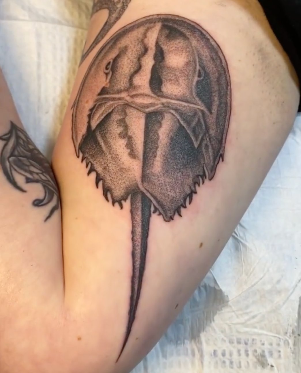 Commis Horseshoe Crab Tattoo by Reanimated4now on DeviantArt