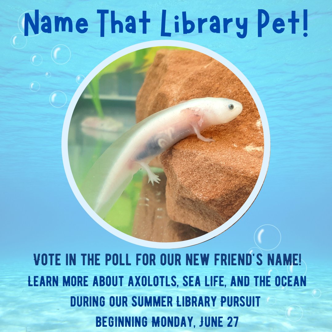 CentreCoLibrary's tweet photo. Name that axolotl! Vote for our new library pet's name here: https://t.co/ZJ7ehNvKkt
This poll will be open through Monday, May 23.
#LibraryPet #Axolotl #LibraryFun https://t.co/y8phQlI5nf