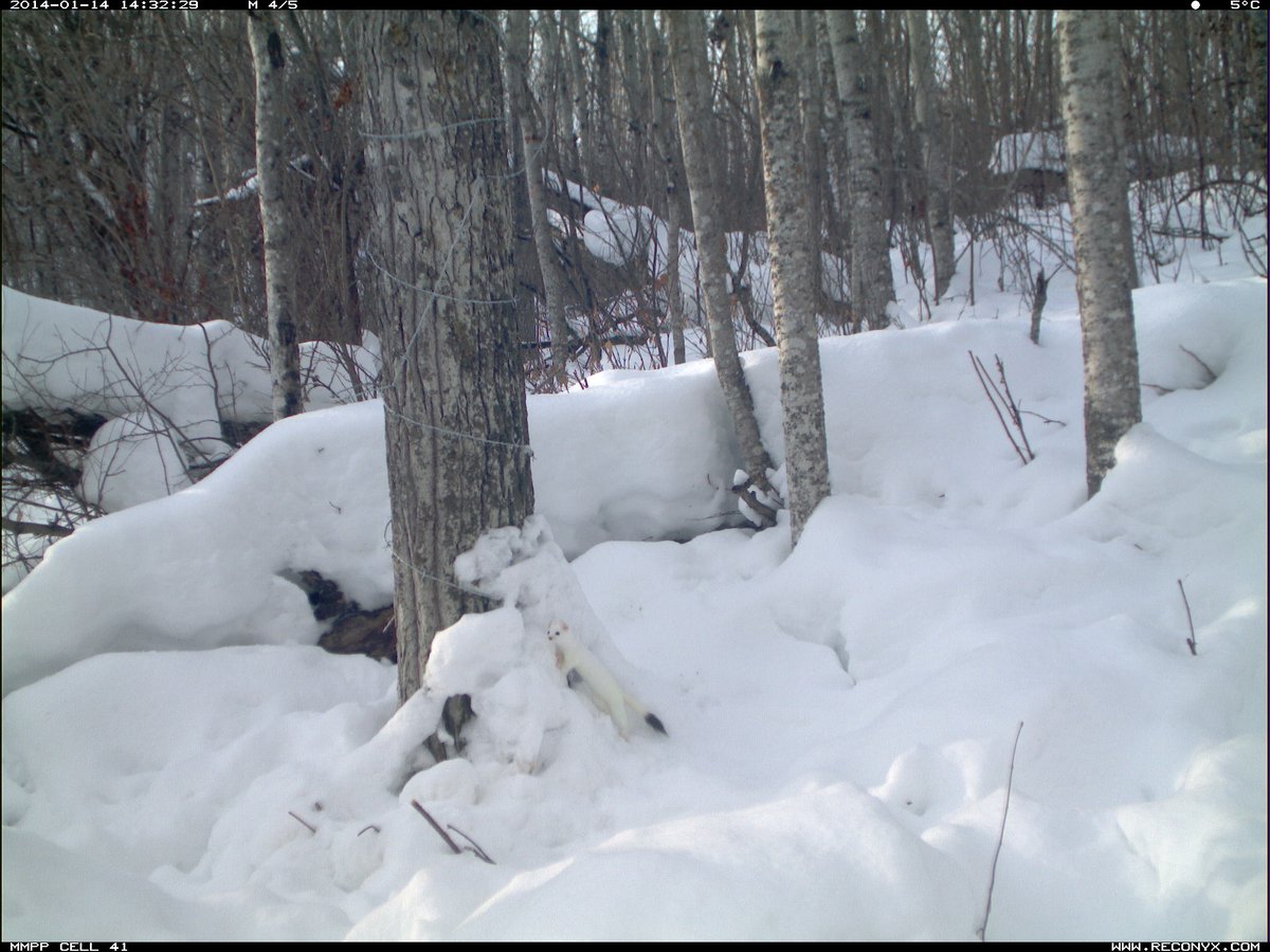 Look very closely to spot this cute little ermine