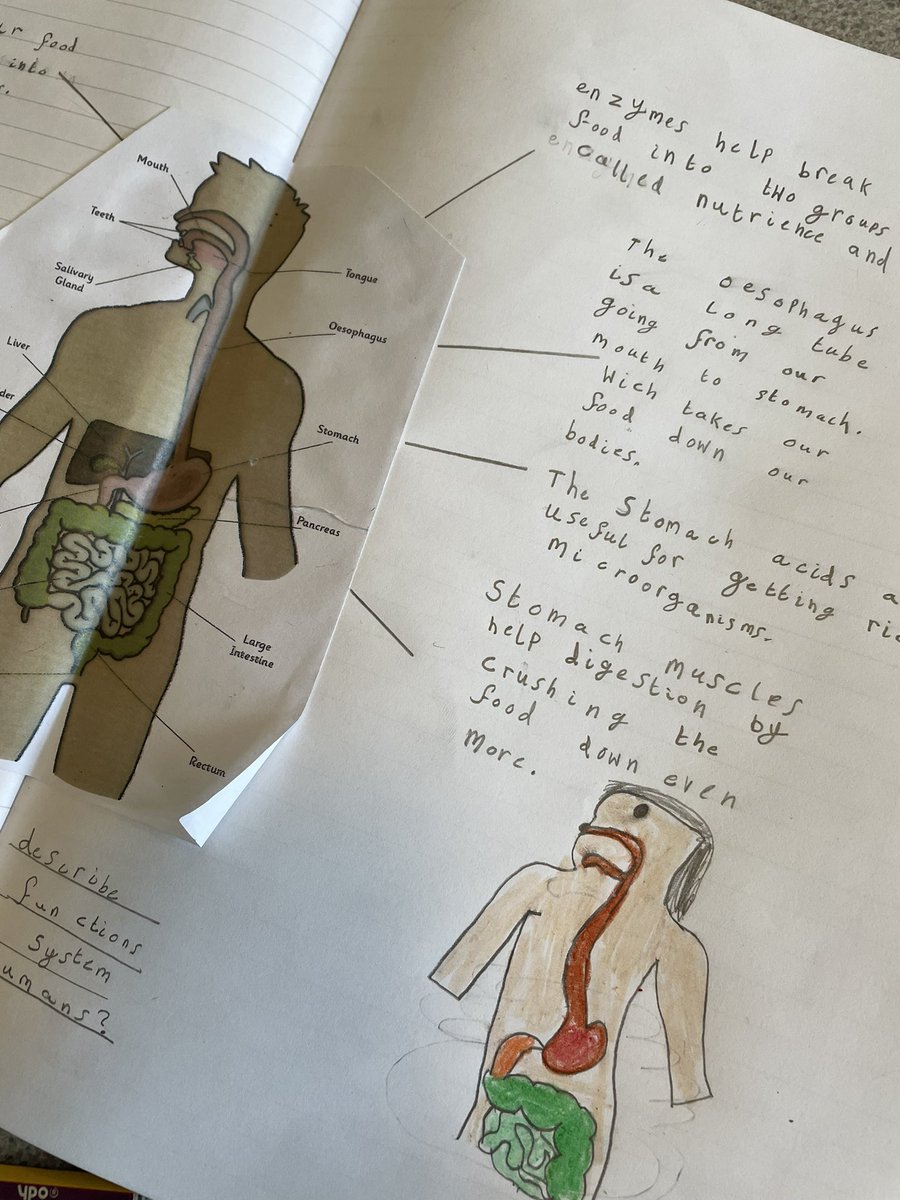 stjosephskly's tweet image. Oak class have been learning all about the digestive system and the journey our food takes through our bodies. #Science #ScienceInvestigators #OakClassRules #LearningIsFun