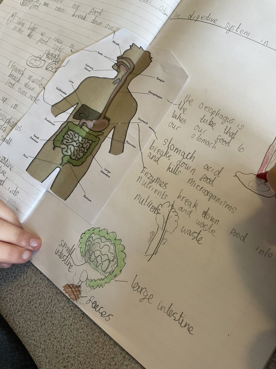 stjosephskly's tweet image. Oak class have been learning all about the digestive system and the journey our food takes through our bodies. #Science #ScienceInvestigators #OakClassRules #LearningIsFun