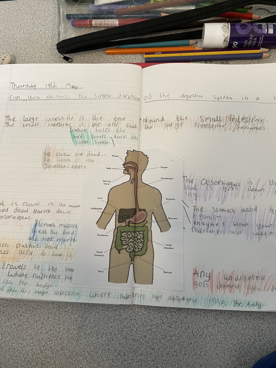 stjosephskly's tweet image. Oak class have been learning all about the digestive system and the journey our food takes through our bodies. #Science #ScienceInvestigators #OakClassRules #LearningIsFun