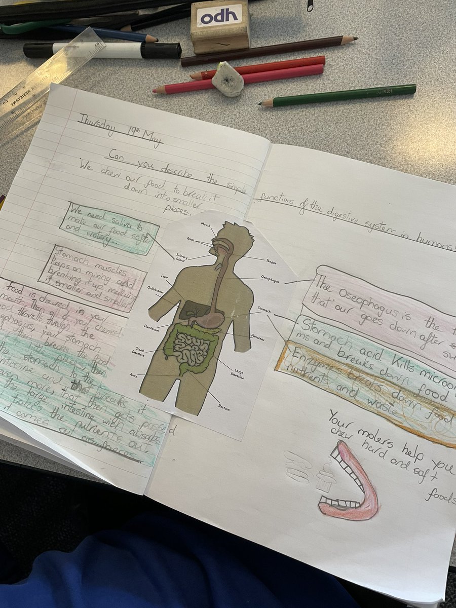stjosephskly's tweet image. Oak class have been learning all about the digestive system and the journey our food takes through our bodies. #Science #ScienceInvestigators #OakClassRules #LearningIsFun