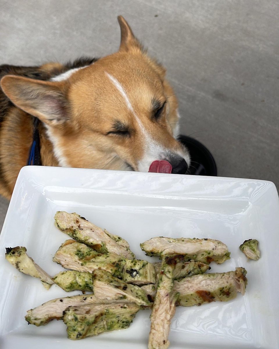 SamanthaMeranda's tweet photo. You really made this puppy’s day, @DESTIHLNormal! Charlie says the whipped cream and chicken was 💯 and he’ll be back for more. https://t.co/67gMDTYhyd
