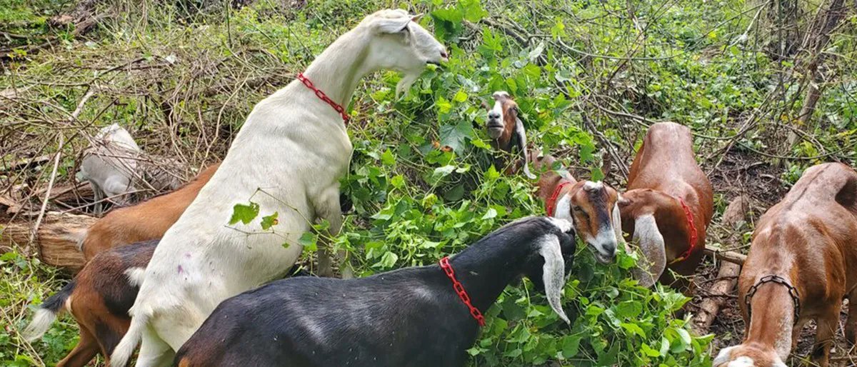 speckontheglobe's tweet photo. A recent article for @asparagusmag which is a story about goats in Pittsburgh Parks. I was so excited to share this since it is a project in my own hometown. @AllGoatscape #Pittsburgh #urbansustainability #Sustainability #goatscaping https://t.co/fIALMEgves https://t.co/a3v2dOUTUQ