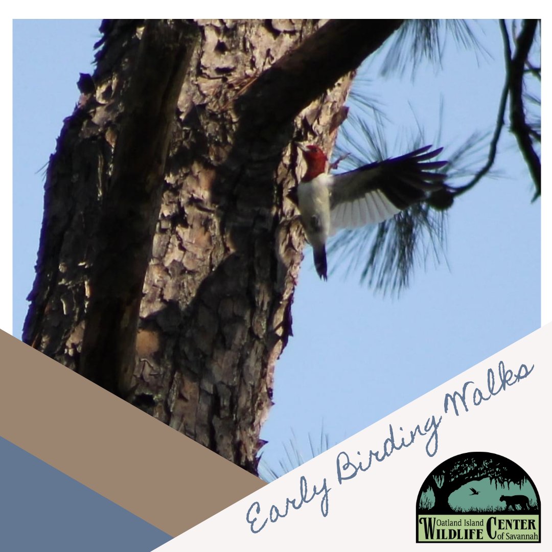 Do you have your tickets for this Saturday's Early Birding Walk? Grab yours today before this program sells out! friendsofoatland.org/birding-walks

⁠🐦Price is $12 and includes admission to Oatland
🐦Participants must be 18 yrs or older to attend
🐦Beginning birders to experts welcome