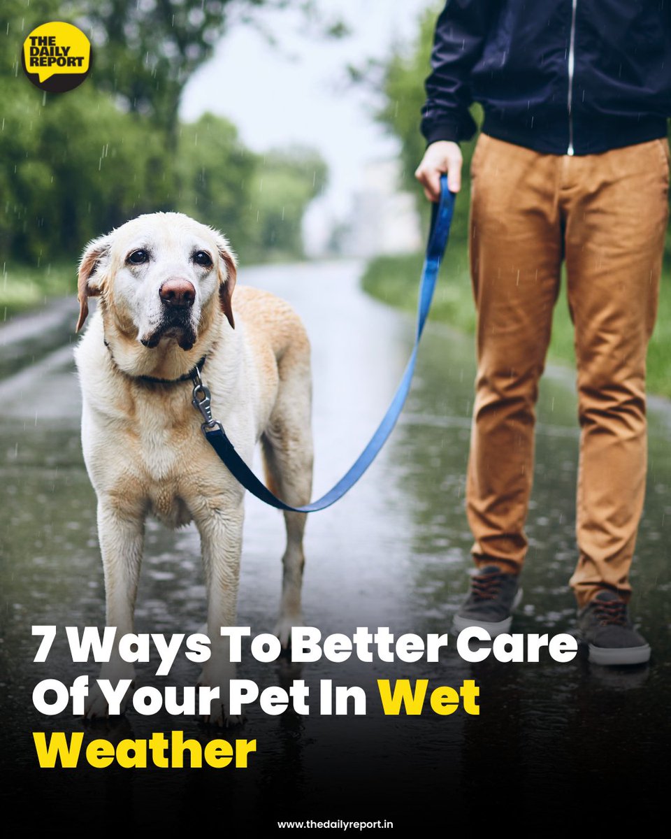 The_DailyReport's tweet photo. If you are a pet parent, you know that you have to take your pet out every day, regardless of the weather conditions. 

Article link in bio.

𝗙𝗼𝗹𝗹𝗼𝘄 @thedailyreport.in/https://t.co/MRzTBbqmyw 𝗙𝗼𝗿 𝗠𝗼𝗿𝗲.
.
.
.
.
#dognews #dogs #dogsofinstagram #dailydognews https://t.co/pYG0htN93D