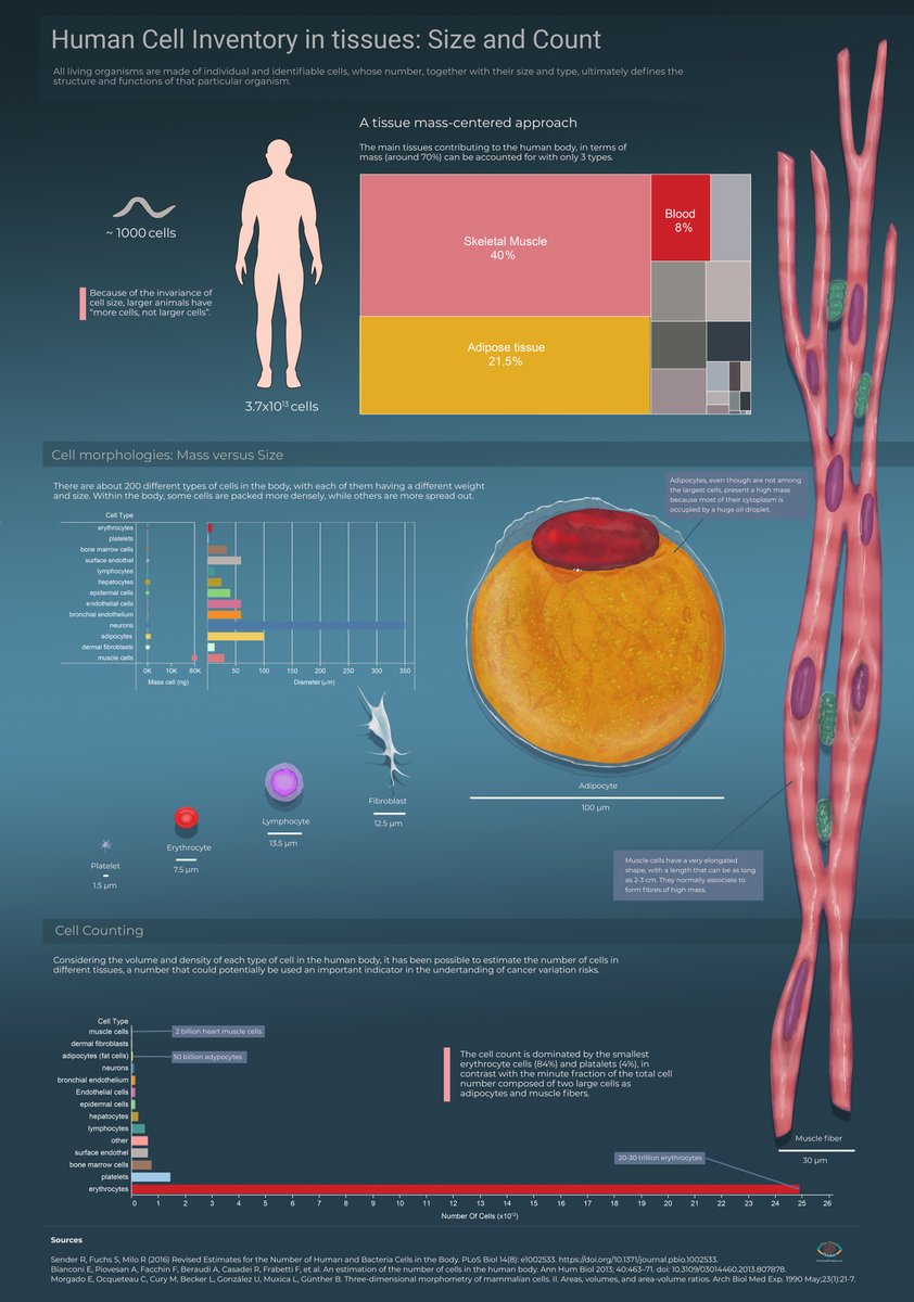 The main difference between normal cells and #cancer  cells is that the latter do not follow the regular cell cycle, and keep growing and dividing and don't die off when they should. 

#infographics #sciart #scicomm  #vizscicomm