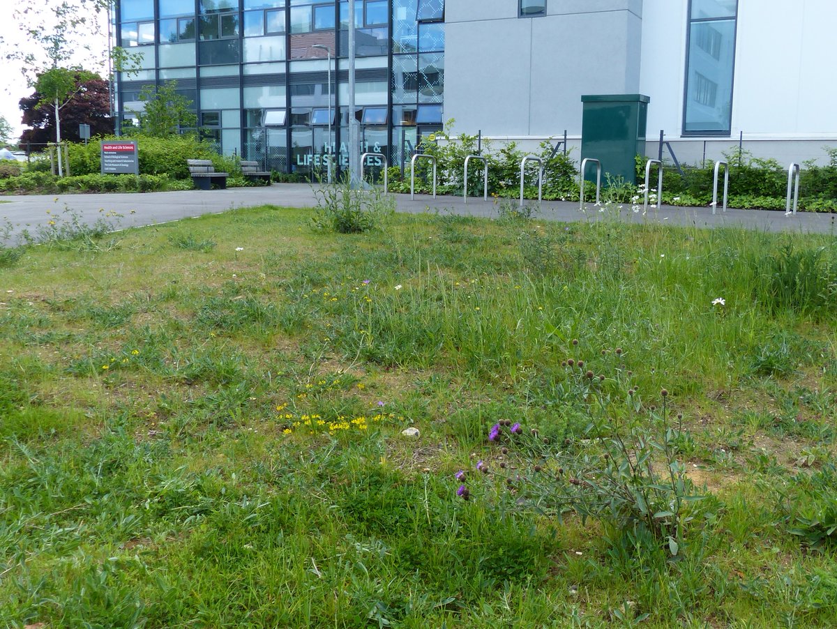 Dr M still going wild! tweet media