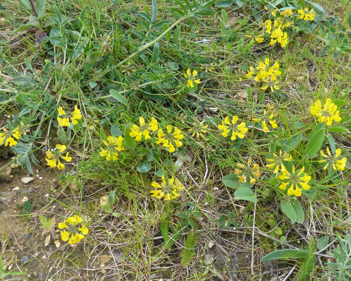 Dr M still going wild! tweet media