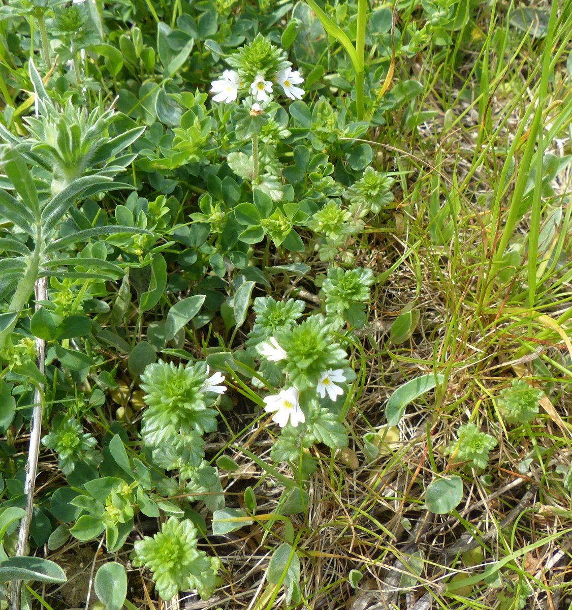 Dr M still going wild! tweet media