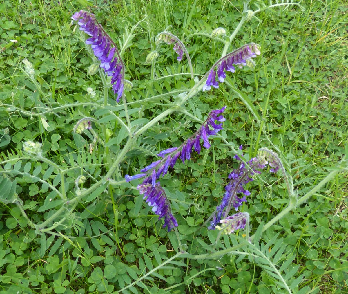 Dr M still going wild! tweet media