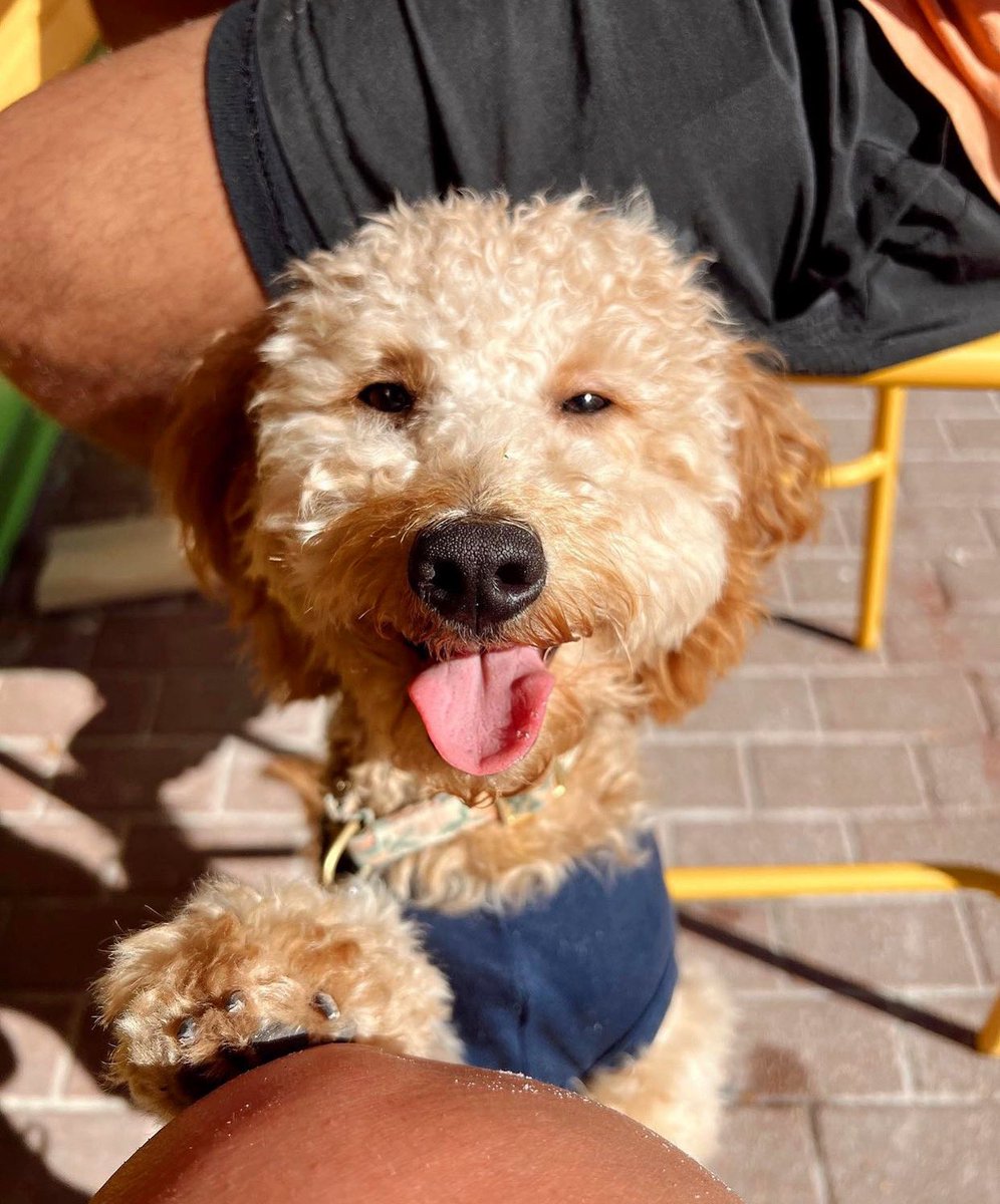 In case you needed a smile this morning. 🥹❤️ We love this snap of @peach.the.puppers hanging out at Taco Bar!