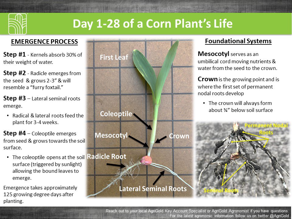 Seeing a lot of “cork screw corn” due to soil crusting in many Apr. 27 - May 2 planted fields. Regardless of planting date make sure to score your emergence to determine population and plant health.