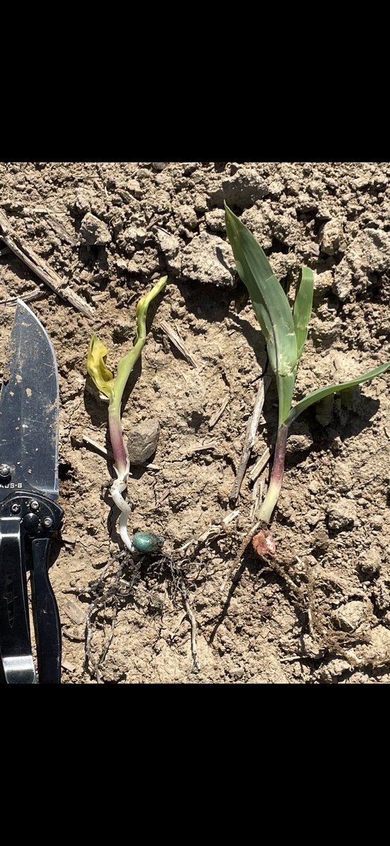 Mitch Greve tweet media