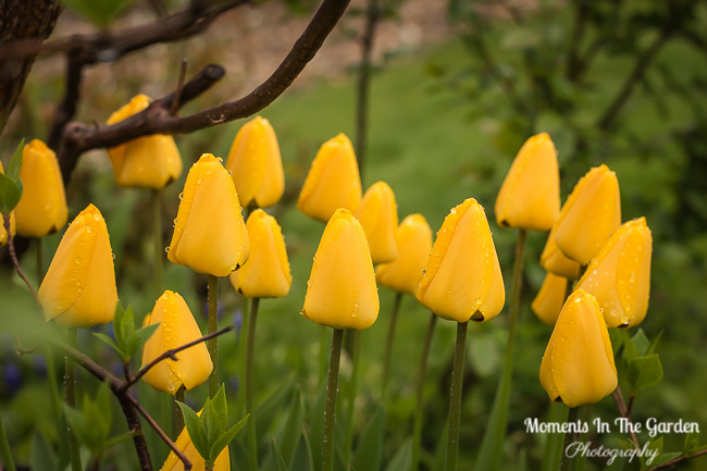 MomentsintheG's tweet photo. As the Spring season progresses I still have late clumps of tulip blooming in the garden. The tulips have really done well this year. #tulips #lateflowering #springprogressing #springgardening #momentsinthegardenphotography https://t.co/GVJYPpTPSq