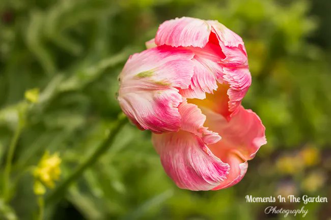 MomentsintheG's tweet photo. As the Spring season progresses I still have late clumps of tulip blooming in the garden. The tulips have really done well this year. #tulips #lateflowering #springprogressing #springgardening #momentsinthegardenphotography https://t.co/GVJYPpTPSq