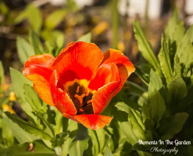 MomentsintheG's tweet photo. As the Spring season progresses I still have late clumps of tulip blooming in the garden. The tulips have really done well this year. #tulips #lateflowering #springprogressing #springgardening #momentsinthegardenphotography https://t.co/GVJYPpTPSq