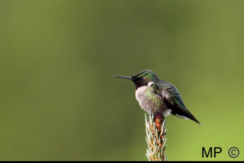 simmomarsh's tweet photo. This beautiful Ruby Throated Hummingbird took a rest on the bush right outside our window. #marshphotographic #ottawavalleyphotographer #sandpointphotographer  #wildlife #wildlifephotography #rubythroatedhummingbird #birds #hummingbird https://t.co/1W09A4RlDe