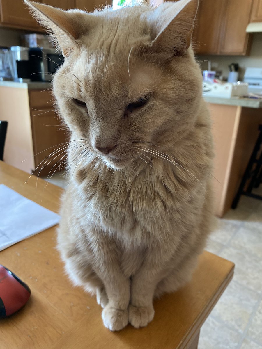karinmclange's tweet photo. @whitneyarner Our old man Tiger is always right by my side. ❤️😊 https://t.co/xb7me1Rjcl