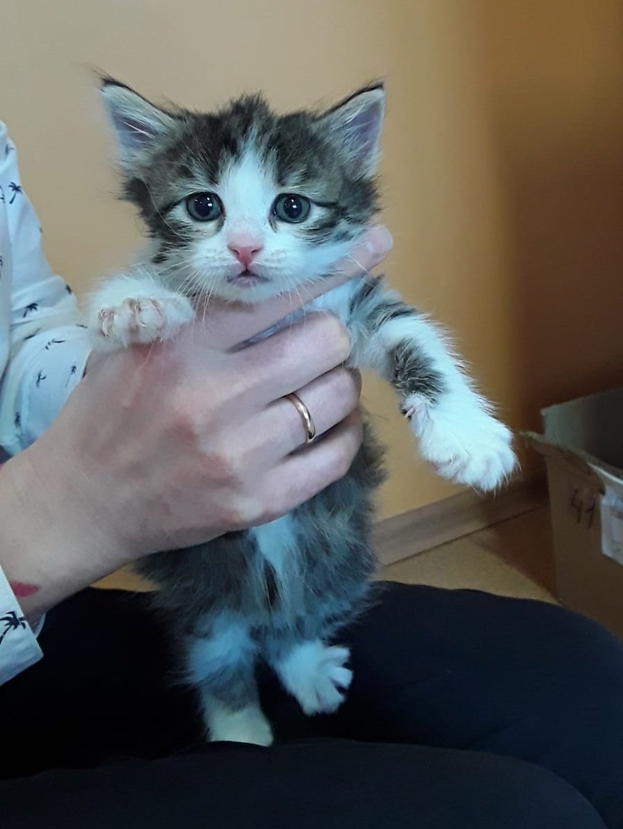 ЭТИХ БУЛОЧЕК ХОТЯТ ВЫКИНУТЬ В ЛЕС!

Кошка окотилась на территории завода и убежала, оставив детей. Добрые люди их кормят, но руководству это не по душе.

Посмотрите в эти грустные глазки. Может, они ждут именно вас? 💖

Для пристройства пишите по номеру:
8 977 422 57 09 Наталья