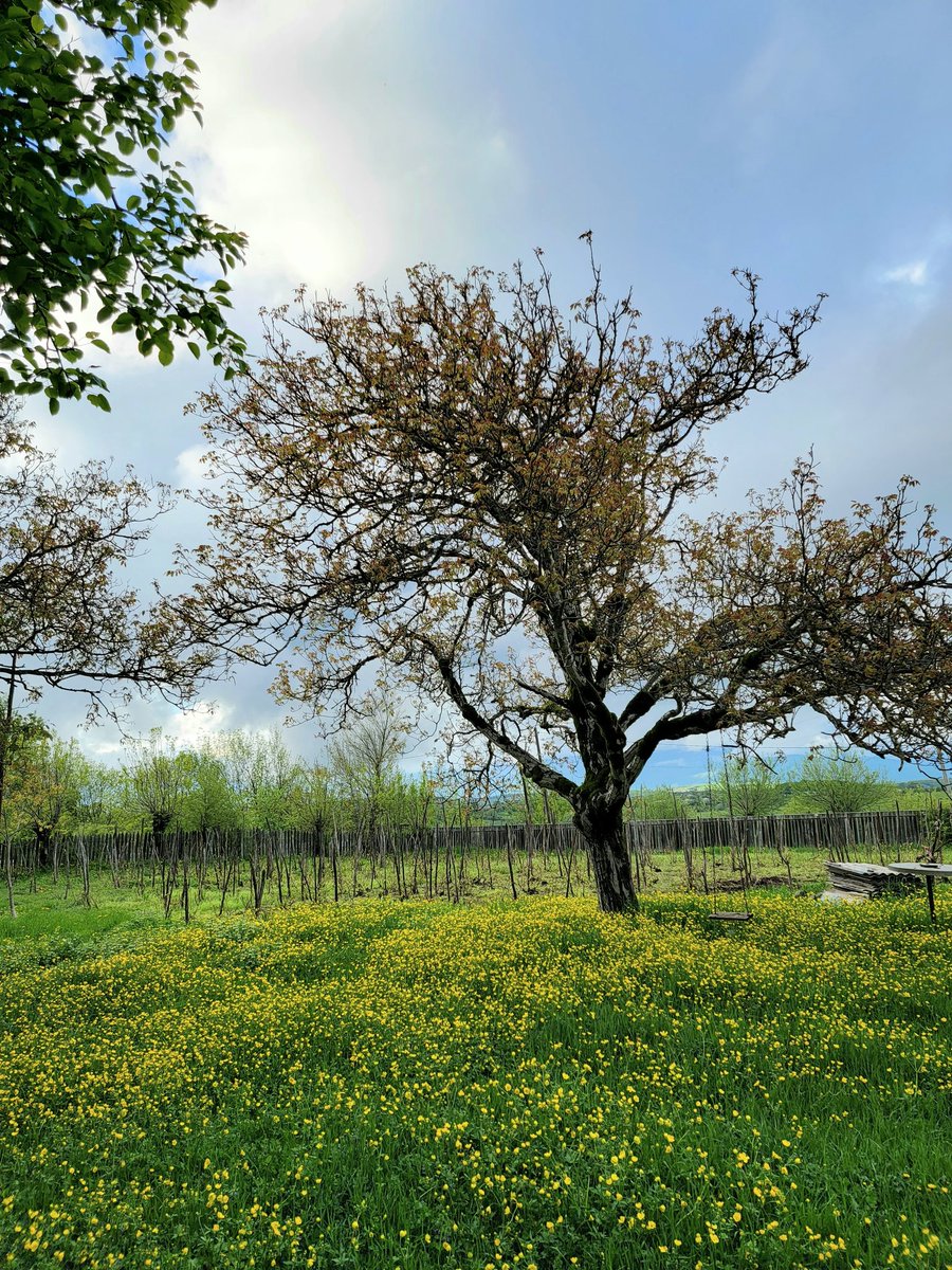 IrakliGuide's tweet image. Tours To Georgia 🇬🇪
#Georgia #Tbilisi #جورجيا #تبليسي #سياحة_وسفر #سياحة #مرشد_سياحي جورجيا #مرشد_سياحي 
انا مرشد سياحي اتحدث الانجليزيه بطلاقه يمكنني عمل برنامج سياحي متكامل لكم 
يمكنكم التواصل معكم عبر الواتساب 00995568433133