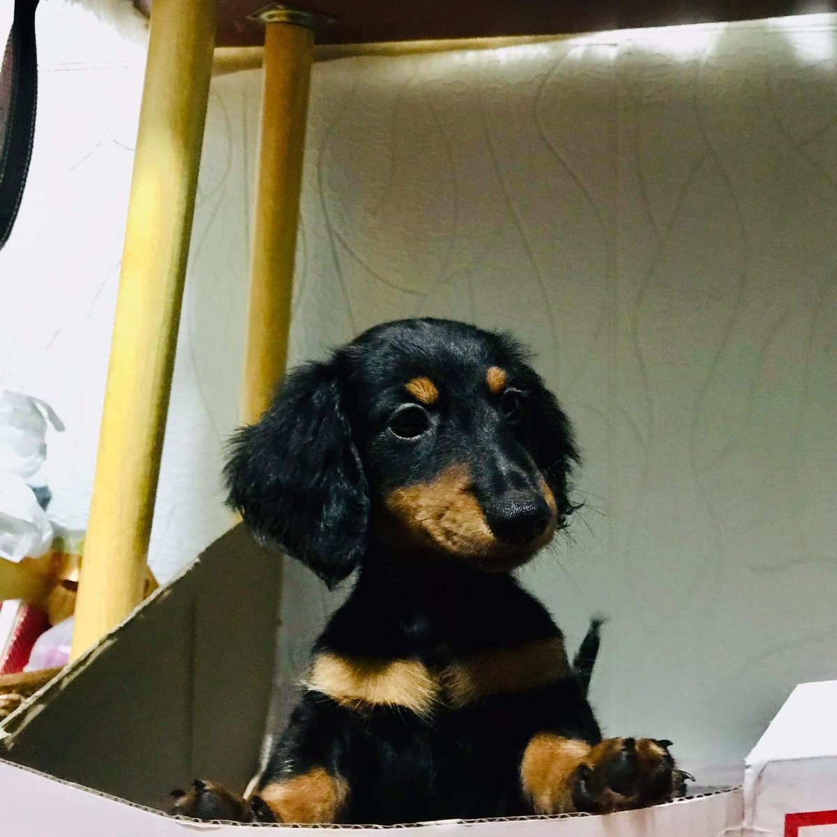 mariakeanna__'s tweet photo. Henlo, Ringo. 🫰🏻 https://t.co/S5I39bVmmm