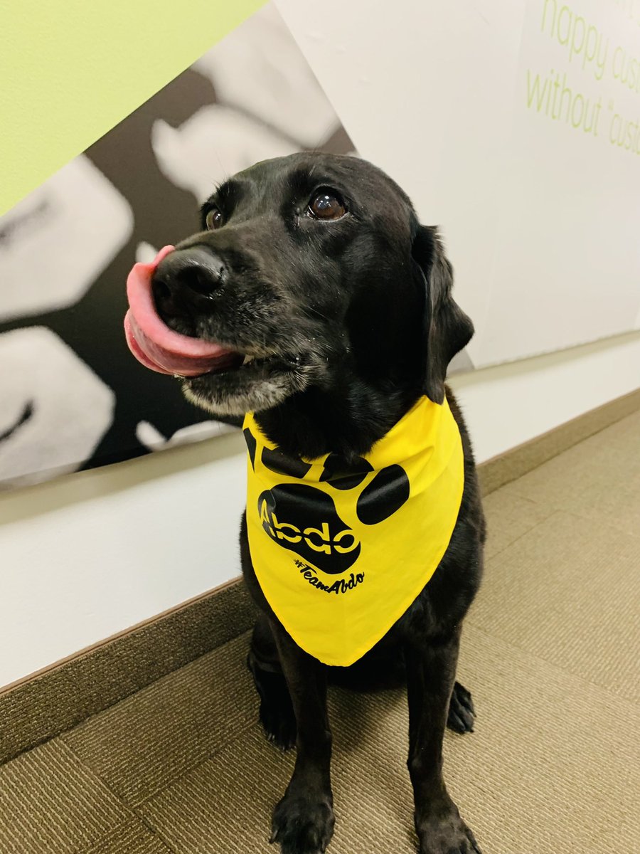 It is National Pet Month and our partners at <a href="/AbdoSolutions/">Abdo</a> are spreading the love with new swag for our furry friends! Summer is so excited to be showing off her new accessory around the office. #PetMonth #TeamAbdo