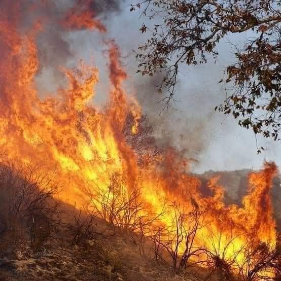 sadiasherani's tweet photo. Balochistan Chilghoza forests are burning. Raise your voice to save forests 😥
#Balochistan #ChilghozaForest
#ForestBurning #DistrictSherani https://t.co/kNyB1eXUii