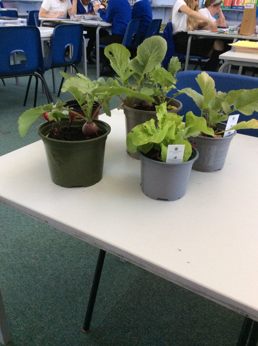 Cotmanhay Juniors tweet media