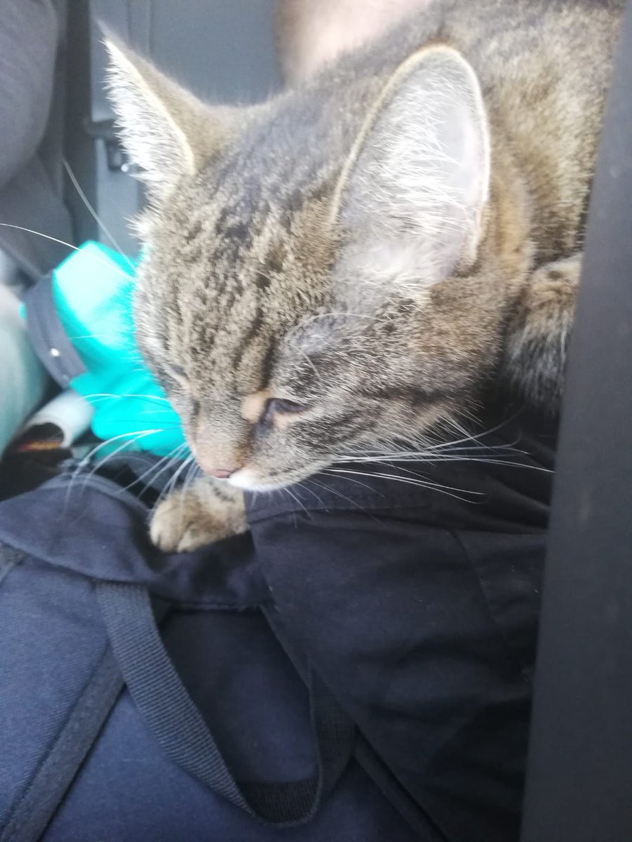 Hey <a href="/APHAgovuk/">APHA</a> this is the #cat that's fled war in #Ukraine️ w/ a mum &amp; son but can't get into the UK tomorrow unless you issue a license. We have quarantine facilities ready, just need the license. The family have been through enough trauma, pls don't make them leave their pet.