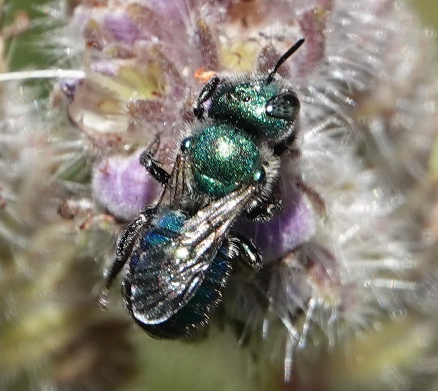 wild_matters's tweet photo. blue and green sparkles on native phacelia #flowers 
blue is rare color among #animals

#TwitterNatureCommunity #nature #naturelovers #wildlife #pollinators #outdoors #biodiversity #outside #entomology #california #wildlifegarden  #BeesSeenIn2022 #bees #thursdayvibes https://t.co/1NmXg9UfFN