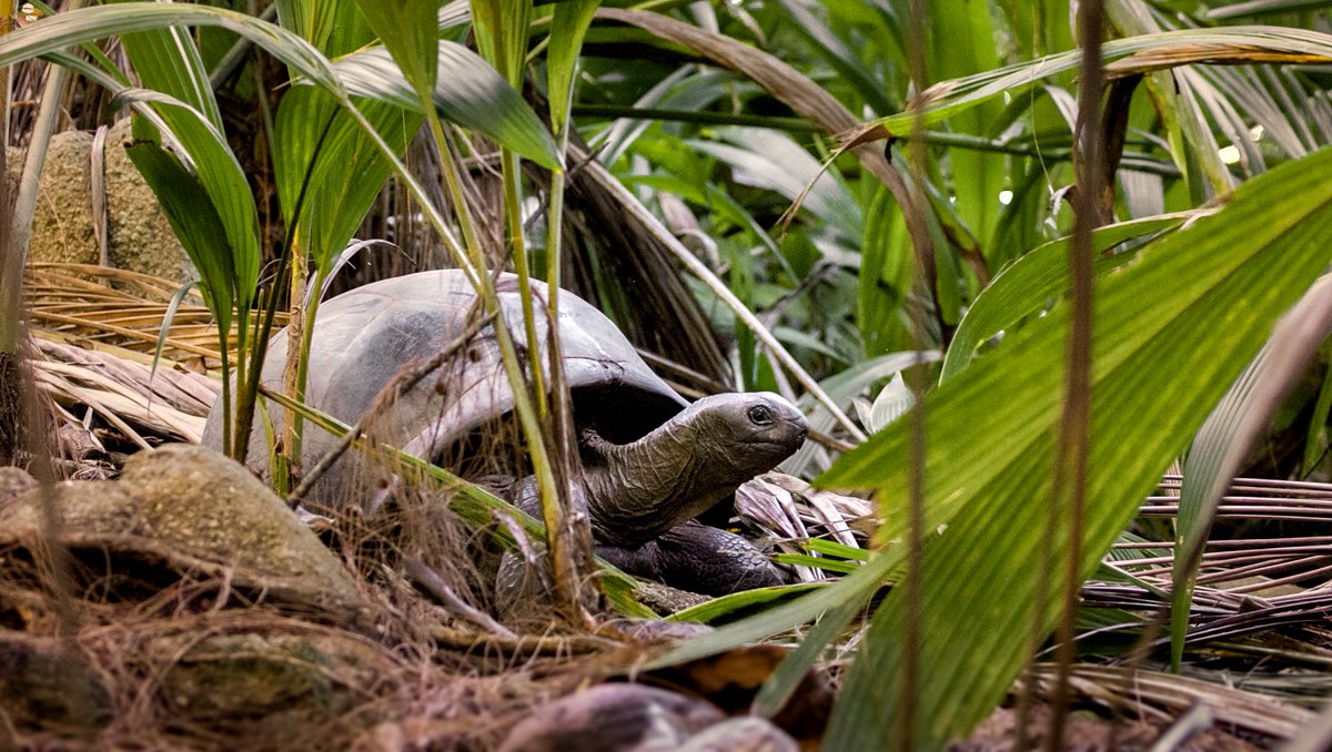 iotaseychelles's tweet photo. Trundling through the forest - Aldabra giant tortoises can live in a variety of habitats and some lucky ones get to live in coconut groves - luckily they have a tough shell that protects them against falling coconuts #tortoisethursday
Photo @richinnature
#aldabratortoise https://t.co/oXOZqLWZf1