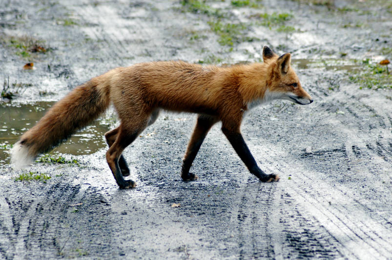DCist's tweet photo. The National Zoo says the red fox that allegedly killed two dozen flamingos was euthanized because it was considered "an ongoing threat." https://t.co/DHpLqXx8j7 https://t.co/3EWGE68rG5