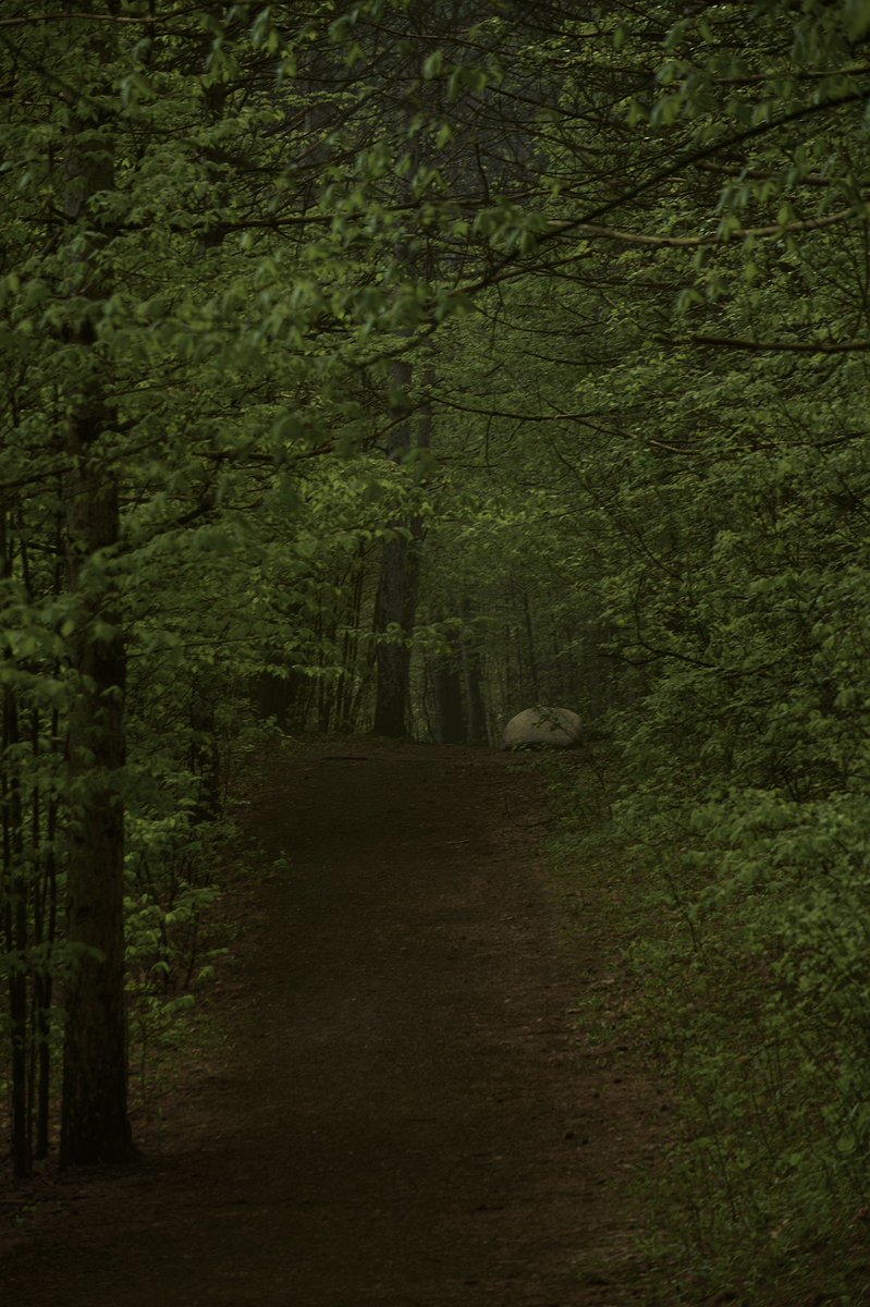 WellmanStudio's tweet image. Burton Conservation area, digital photography